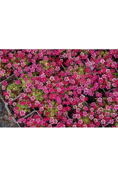 Камнеломка Марто Роуз саженцы в контейнере